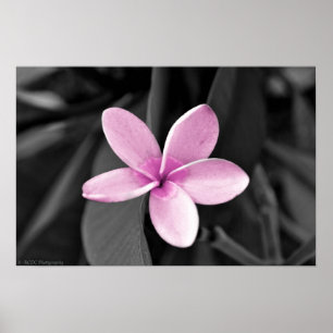 Poster Plumeria na flor
