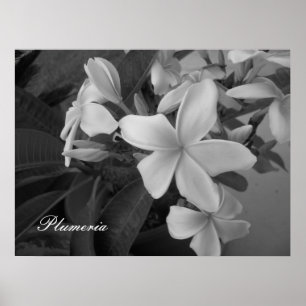 Poster plumeria - Personalizada