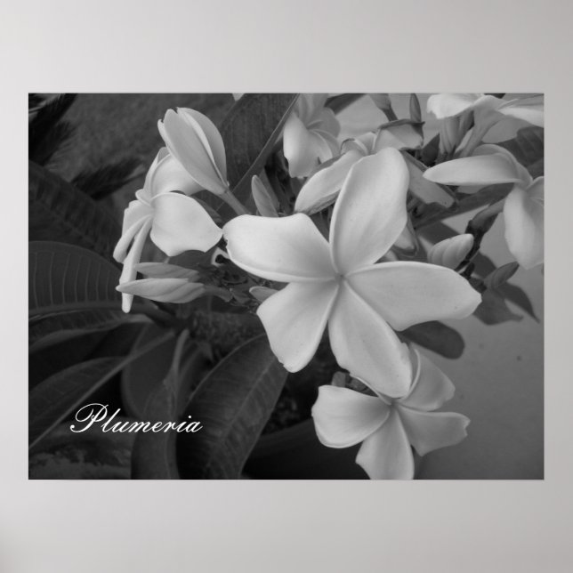 Poster plumeria - Personalizada (Frente)