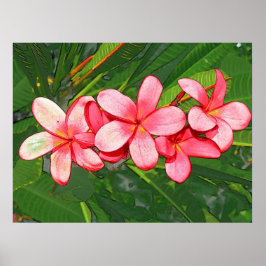 Póster Plumeria rosa