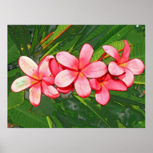 Póster Plumeria rosa