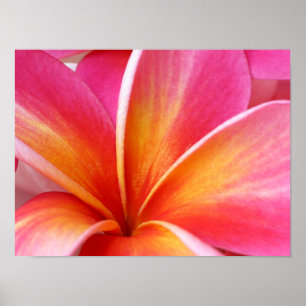 Poster Plumeria Rosa Frangipani Hawaii Flor Havaiano