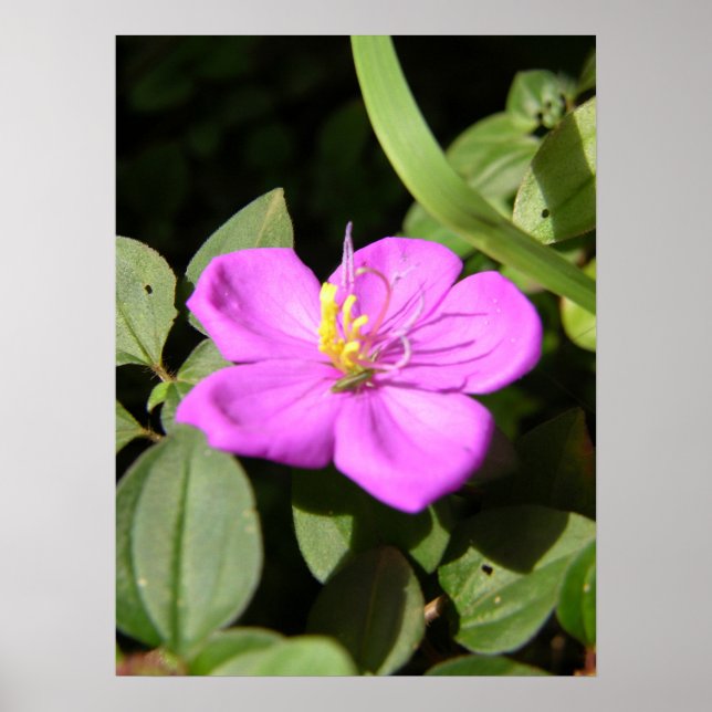 Poster Plumeria Rosa Havaiana (Frente)