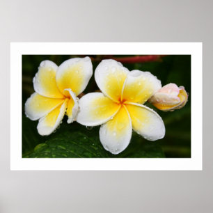 Poster Plumeria Trio