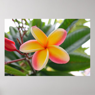 Póster Plumeria vermelho e amarelo 1