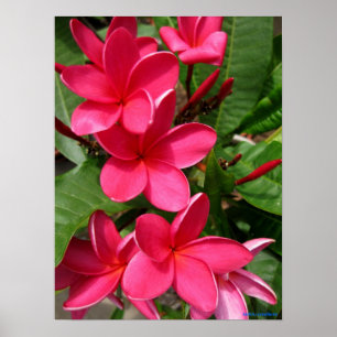 poster - plumerias cor-de-rosa