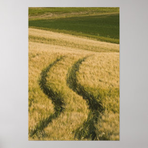 Poster Pneus de tratores através do trigo, Toscana, Itáli