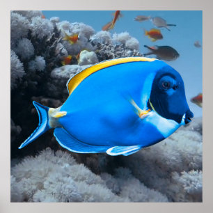 Poster Pó Blue Tang