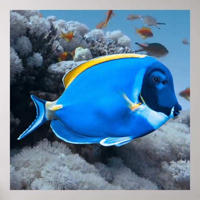 Poster Pó Blue Tang (Frente)