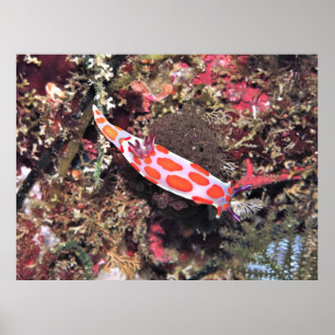 Poster Pobre Knights Nudibranch