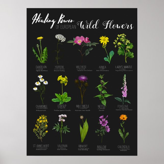 Poster Poder de cura da Herbologia das Flores Selvagens E (Frente)