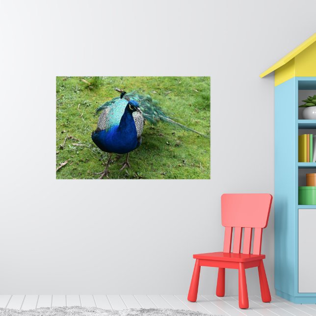 Poster Poder do Pavão Real (Berçário 1)