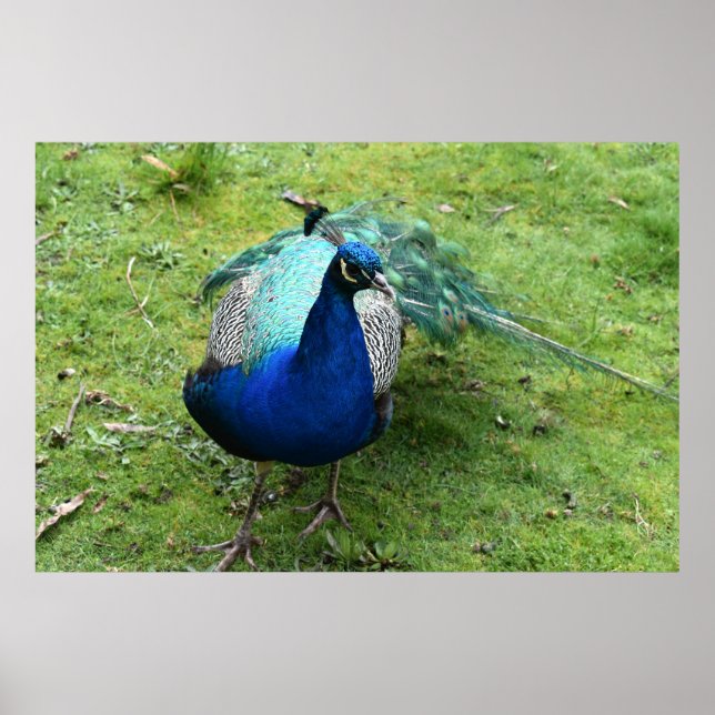 Poster Poder do Pavão Real (Frente)