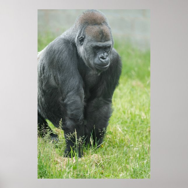 Poster Poder e Poise de Ozala (Frente)