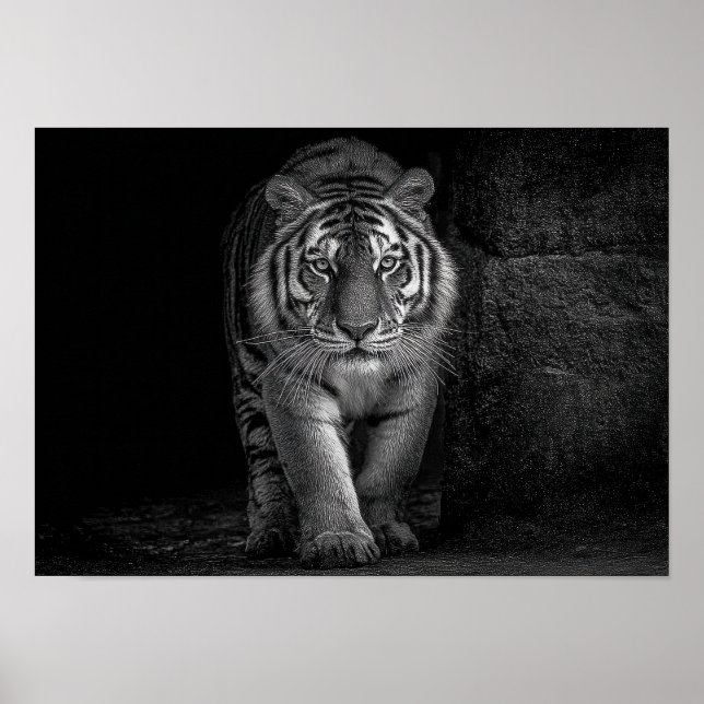 Poster Poder e Presença - Vida Selvagem do Tigre Monocrom (Frente)
