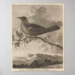 Póster Poebird, Nova Zelândia