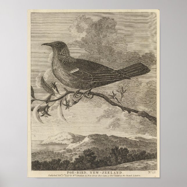 Póster Poebird, Nova Zelândia (Frente)