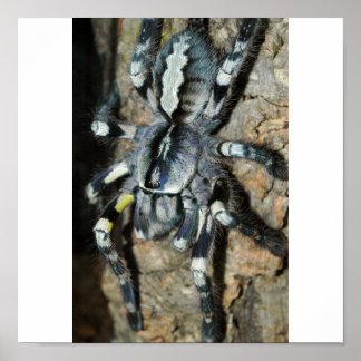 Póster Poecilotheria regalis na vista do cheio