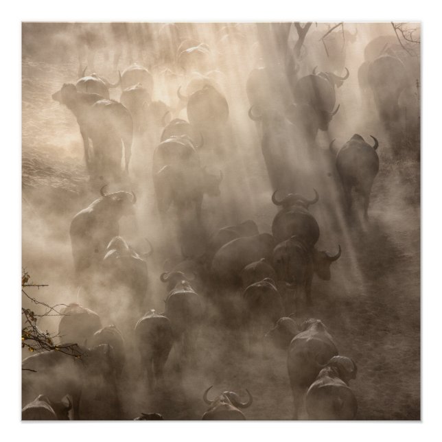 Póster Poeira de Buffalo (Frente)