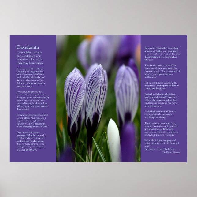 Póster Poema Desiderata - Crocuses Primavera Variadas (Frente)
