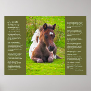 Poster Poema Desiderata - Dartmoor Pony Foal