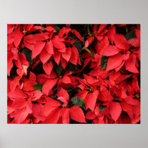 Poster Poinsétia Vermelha II Floral de Natal Férias