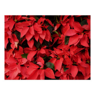Póster Poinsétia Vermelha II Floral de Natal Férias