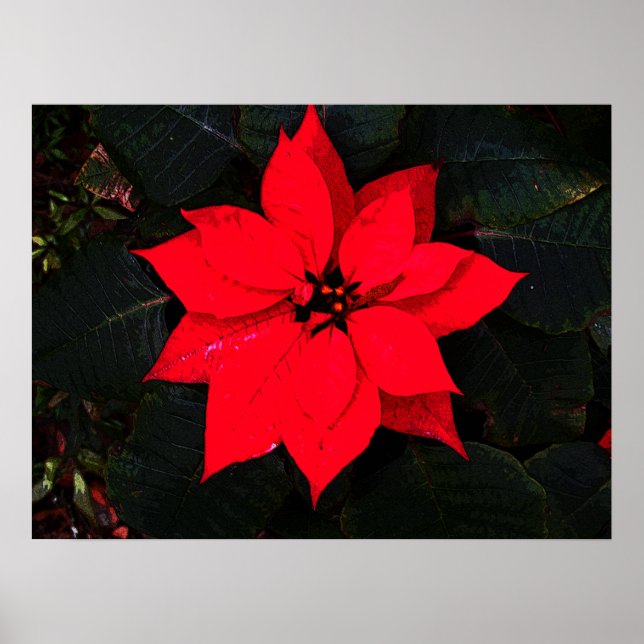 Poster Poinsettia 6078 (Frente)
