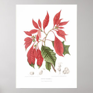 Póster Poinsettia pulcherrima