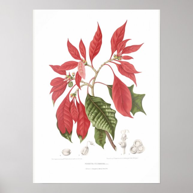 Póster Poinsettia pulcherrima (Frente)
