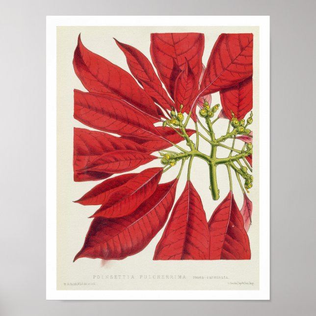 Poster Poinsettia Pulcherrima (lito colorido) (Frente)