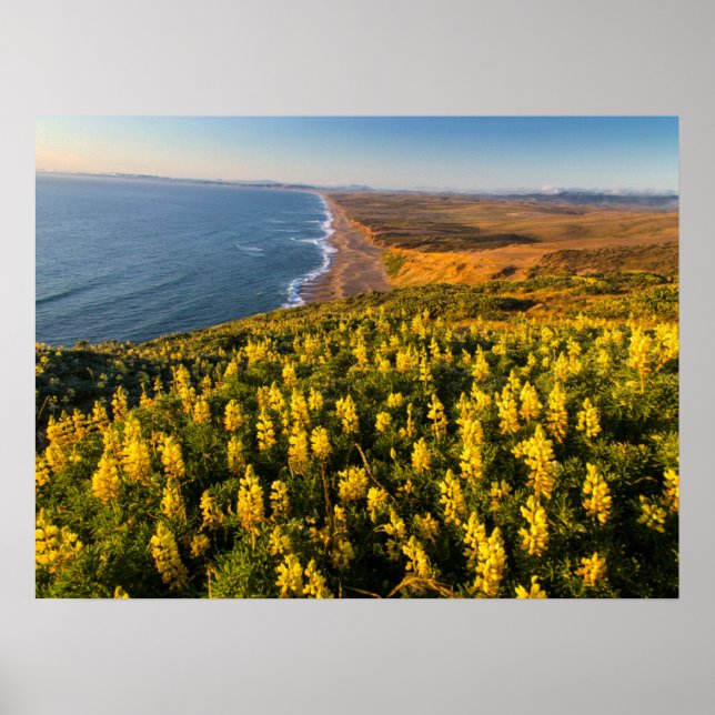 Poster Point Reyes National Seashore California (Frente)