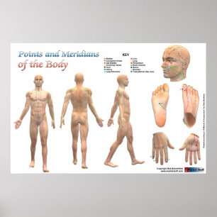 Póster Points and meridians of the body