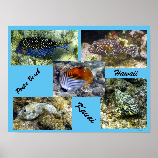 Poster Poipu Snorkeling (Frente)