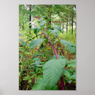 Póster Pokeweed