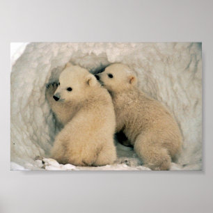 Póster Polar Bear