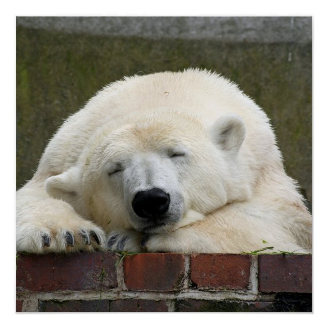 Póster Polar_Bear_2015_0301 (Frente)