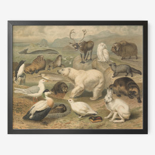 Poster Polar Bear e Amigos do Ártico