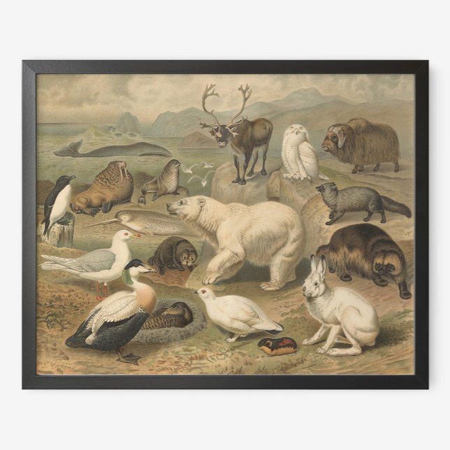 Poster Polar Bear e Amigos do Ártico (Criador carregado)