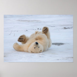 Poster polar bear, Ursus maritimus, cub rolling 3