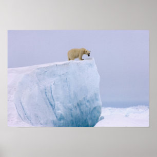 Póster polar bear, Ursus maritimus, on a giant