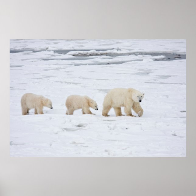 Póster Polar Bears fêmea e dois filhotes 2 (Frente)