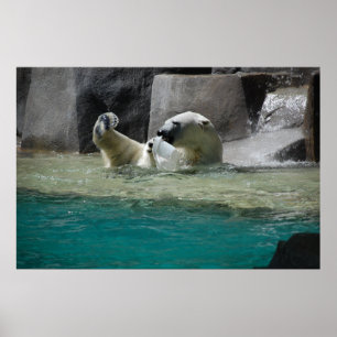 Póster Polars Bears