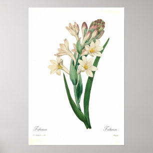 Poster Polianthes tuberosa