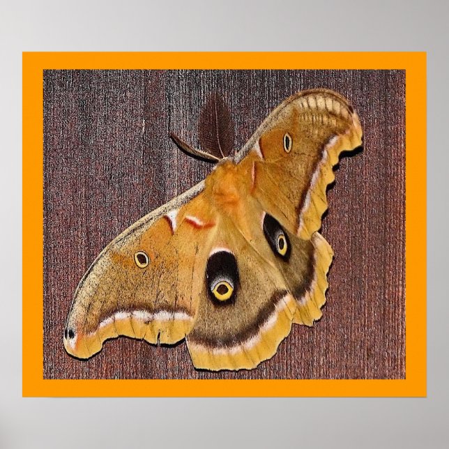 Póster Polifema Moth (Frente)