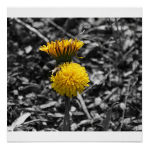 Póster Polinização adiantada do primavera