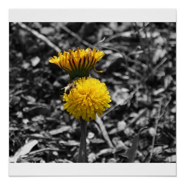 Póster Polinização adiantada do primavera (Frente)