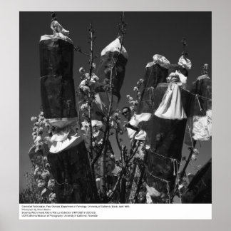 Póster Polinização Controlada, Pomar de pera, UCD, 1966