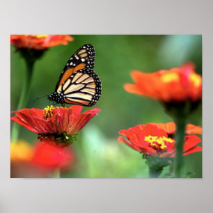 Poster Polinização da Borboleta Monarca