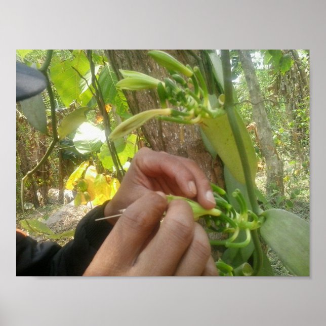 Poster Polinização da Flor de Baunilha (Frente)